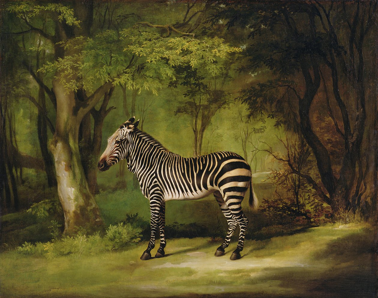 ゼブラ、1763 | ジョージ・スタッブス